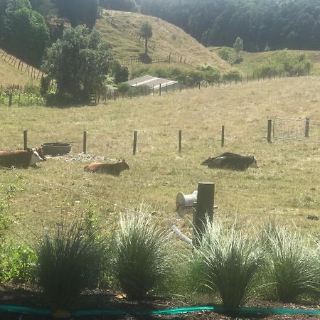 Pukeko Lodge Bnb New Plymouth Kültér fotó