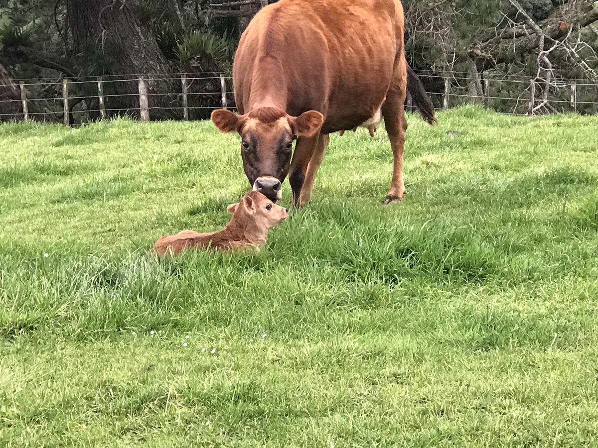 Pukeko Lodge Bnb New Plymouth Kültér fotó