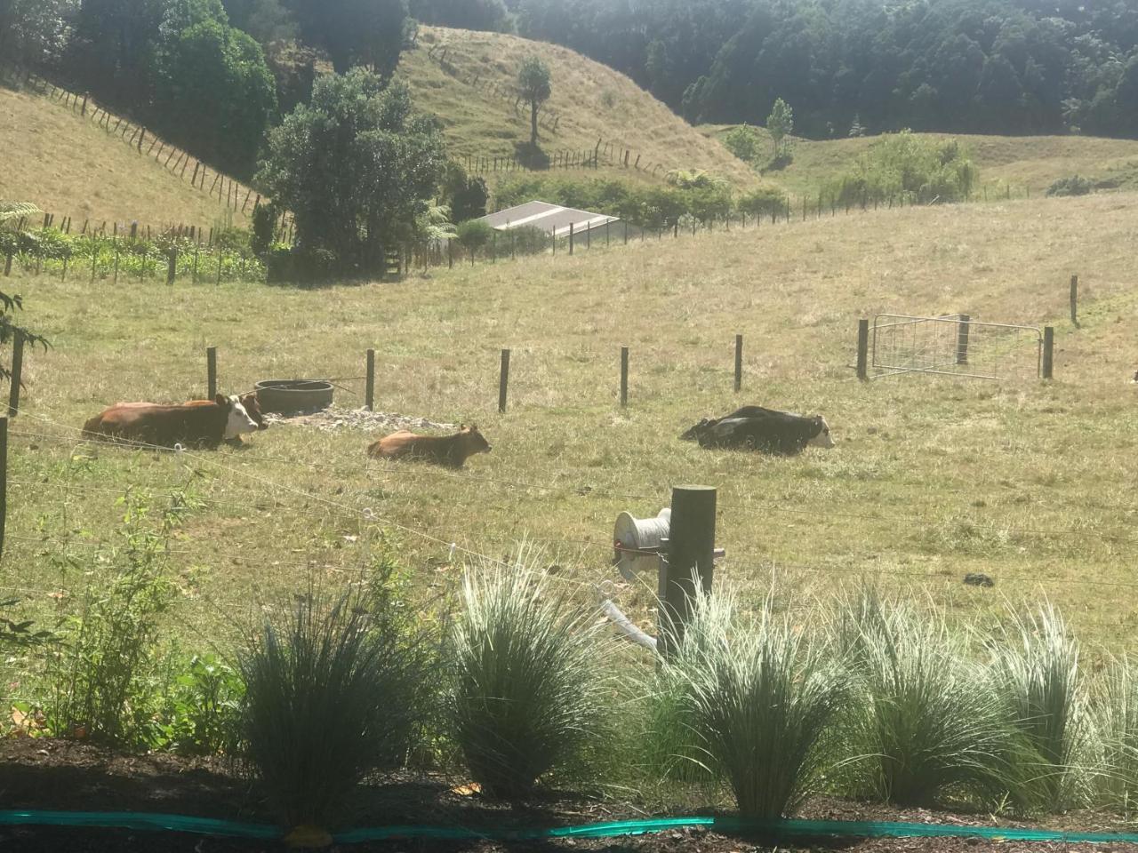 Pukeko Lodge Bnb New Plymouth Kültér fotó